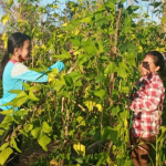 Upaya Kedaulatan Pangan PHD PEREMPUAN AMAN Lou Bawe